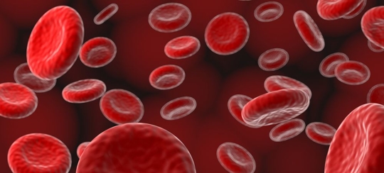 Close Up of Red Blood Cells